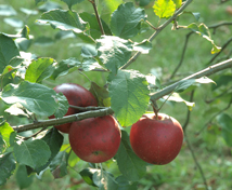 Apple Picker's Paradise